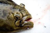 Halibut-head