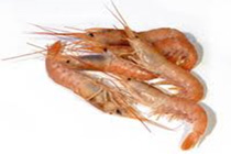 Argentine-prawn