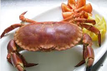 Brown-crab