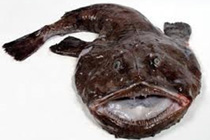 Monkfish