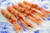 Scampi